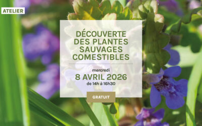 8 avril 2026 – Atelier “Découvrez les plantes sauvages comestibles”